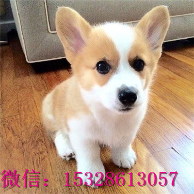 平凉哪里有卖纯种柯基纯种柯基犬多少钱正宗小短腿柯基柯基繁殖基地