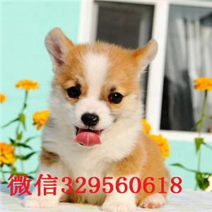 江西九江哪里能买到纯种柯基 江西九江哪里有