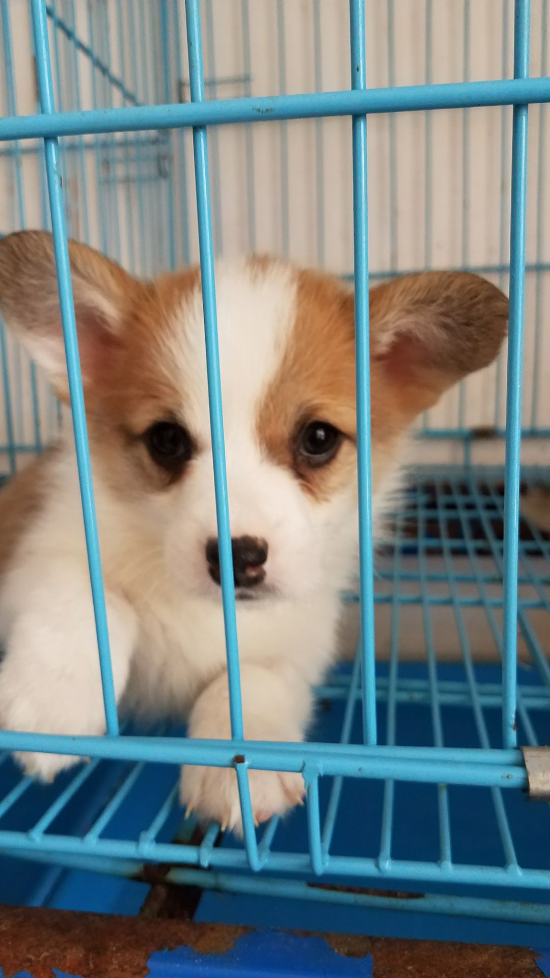 红河建水县买狗 建水县买柯基犬 云南本地出售