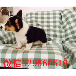 信阳哪里出售纯种柯基犬三色柯基多少钱双血统