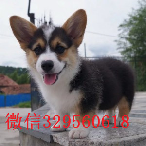 莱芜哪里有柯基卖三色柯基多少钱柯基价格柯基犬饲养方法