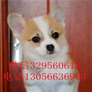  盘锦哪里卖纯种柯基犬纯种柯基多少钱一只三