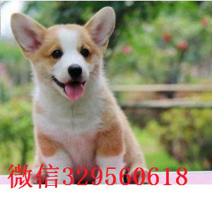 漯河哪里有柯基卖三色柯基多少钱柯基狗场柯基