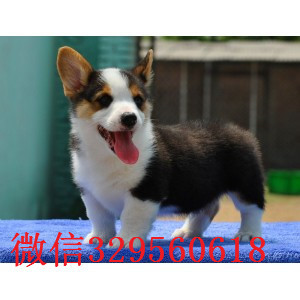 汕头哪里出售纯种柯基犬三色柯基多少钱柯基狗场专业繁殖柯基犬