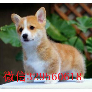 周口哪里有柯基卖双色柯基犬价格柯基狗场威尔