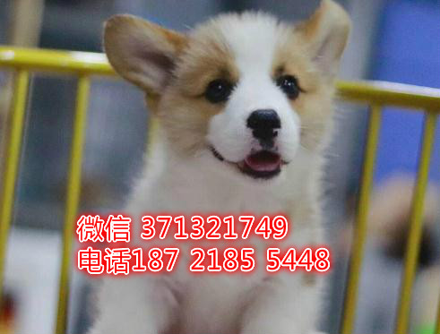 柯基犬出售棕色小型犬，短腿柯基，福州犬舍繁殖