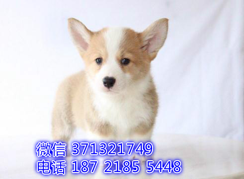 柯基犬出售棕色小型犬，短腿柯基，沈阳犬舍繁殖