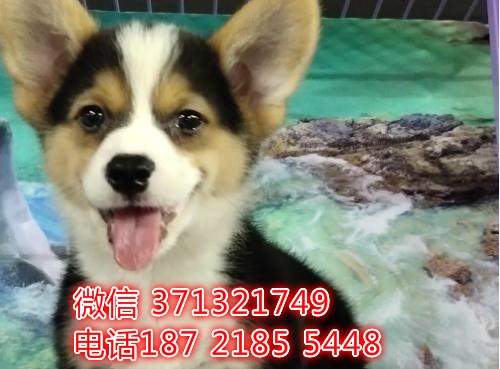 深圳柯基犬出售纯种幼犬，小型犬柯基狗狗 大型