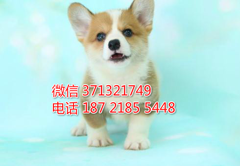 柯基犬出售棕色小型犬，短腿柯基，北京犬舍繁殖