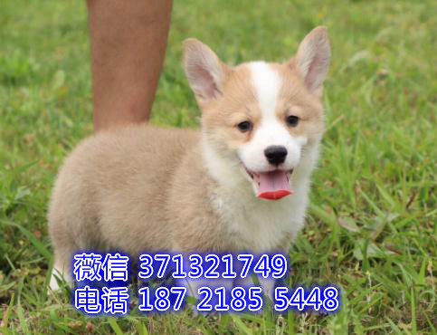 重庆柯基犬出售，小型犬柯基狗狗，基地直销特价