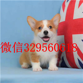  莱芜哪里卖纯种柯基犬双血统柯基犬处说柯基好养吗柯基犬掉毛吗