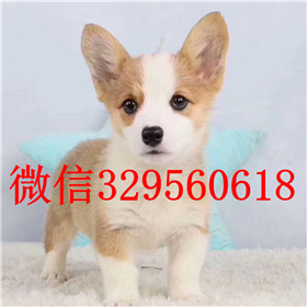  沈阳哪里能买到柯基犬双血统柯基犬处说犬舍