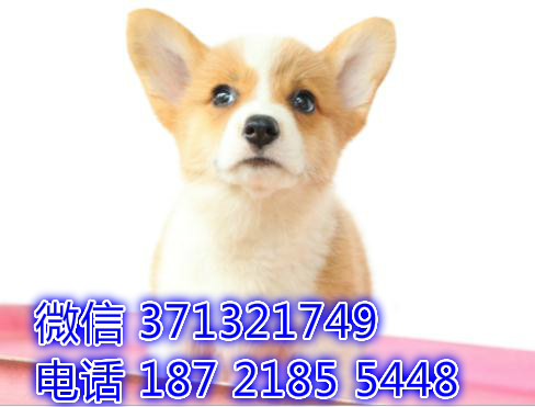 黄白色柯基狗狗出售纯种，哈尔滨犬舍，小型特价