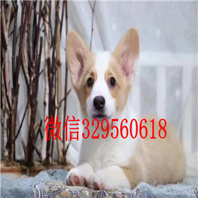  滨州哪里能买到柯基犬纯种柯基多少钱一只三