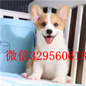  驻马店哪里有柯基出售纯种柯基多少钱一只柯基好养吗柯基犬掉毛吗