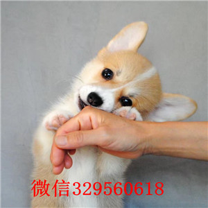  陇南哪里卖纯种柯基犬带证书的柯基犬三通大