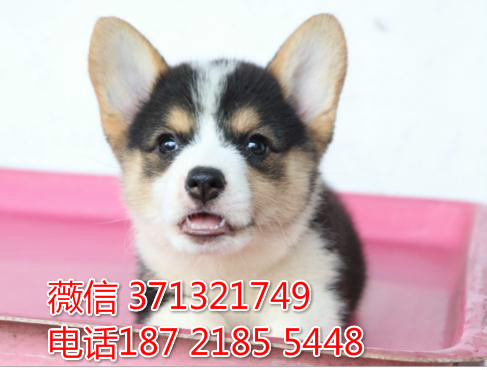 上?？禄鍪郏虾Ｄ睦镉新艨禄? 价格价格多少