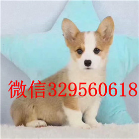  驻马店哪里有柯基出售纯种柯基多少钱一只柯基好养吗柯基犬掉毛吗