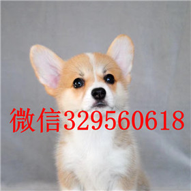  周口哪里有柯基出售纯种柯基多少钱一只三通
