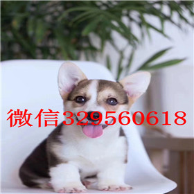  鞍山哪里卖纯种柯基犬双血统柯基犬处说犬舍