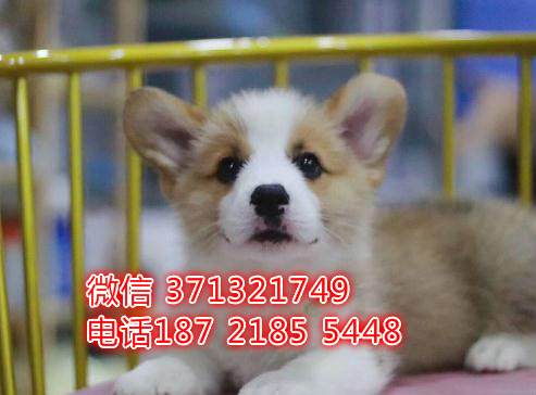 武汉柯基犬出售纯种，活泼柯基，黄白色柯基狗狗