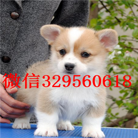  鸡西哪里有出售柯基犬的短腿柯基犬多少钱一只赛级柯基 纯种柯基柯基图片