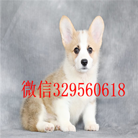  ?？谀睦锬苈虻娇禄晨禄λ敌《掏瓤禄鍪劭禄兹?小短腿