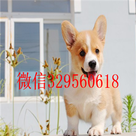  鸡西哪里有出售柯基犬的短腿柯基犬多少钱一