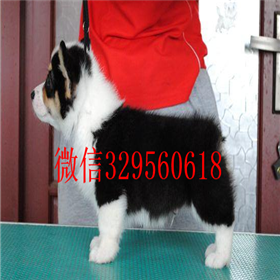  鸡西哪里有出售柯基犬的短腿柯基犬多少钱一只赛级柯基 纯种柯基柯基图片