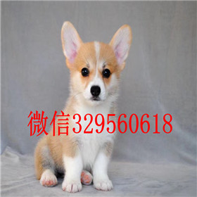  ?？谀睦锬苈虻娇禄晨禄λ敌《掏瓤禄鍪劭禄兹?小短腿