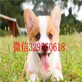  大连哪里能买到柯基犬柯基多少钱犬舍出售纯种柯基犬柯基犬掉毛吗