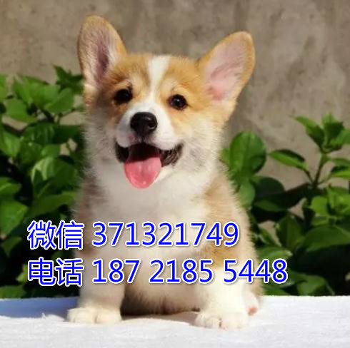 专业繁殖柯基犬出售纯种幼犬，小型犬狗狗活泼