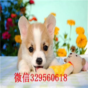  衡阳哪里有柯基犬狗场带证书的柯基犬柯基好