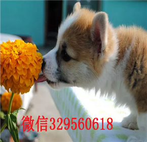  温州哪里能买到柯基犬带证书的柯基犬犬舍出