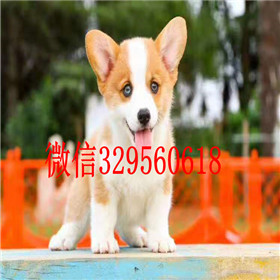  大连哪里能买到柯基犬柯基多少钱犬舍出售纯种柯基犬柯基犬掉毛吗