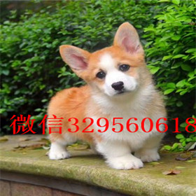  沈阳哪里能买到柯基犬柯基多少钱三通大围脖柯基出售柯基幼犬 小短腿