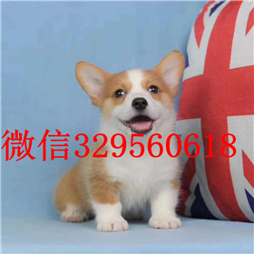  ?？谀睦锬苈虻娇禄晨禄λ敌《掏瓤禄鍪劭禄兹?小短腿