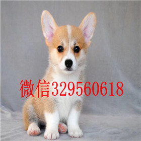  沈阳哪里有卖双色柯基双色三色柯基犬赛级柯