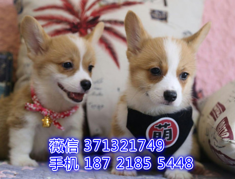 武汉哪里有卖柯基犬幼犬，武汉柯基狗狗多少钱一只