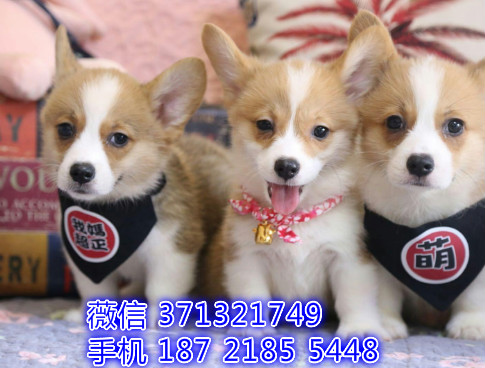 武汉哪里有卖柯基犬幼犬，武汉柯基狗狗多少钱一只