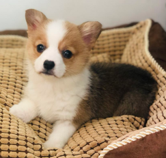 三色 双色柯基宝宝犬舍直销