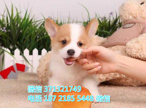 成都柯基犬出售纯种幼犬，小型犬柯基狗狗