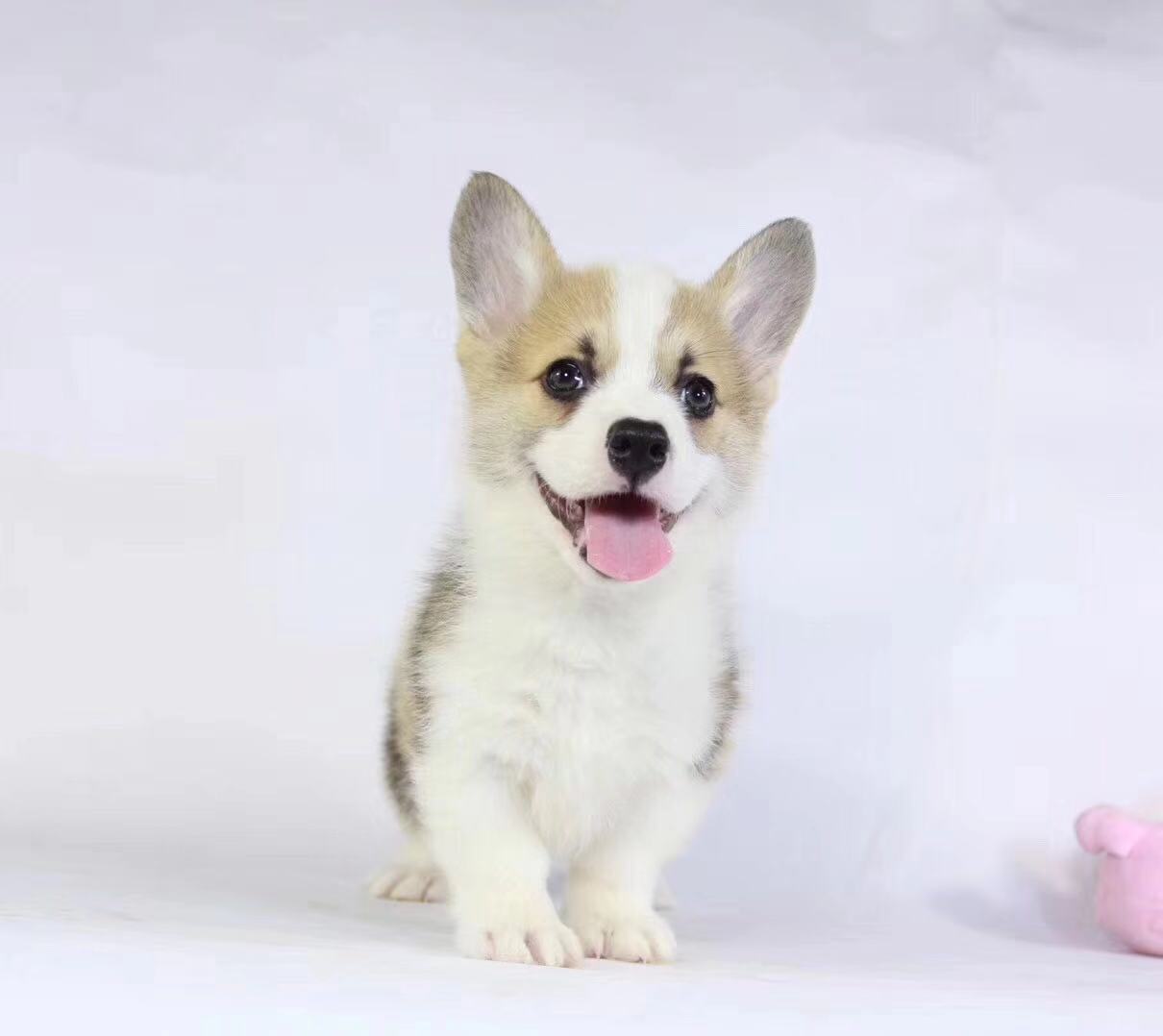 合肥哪里卖双色柯基犬 合肥三色柯基怎么卖的 