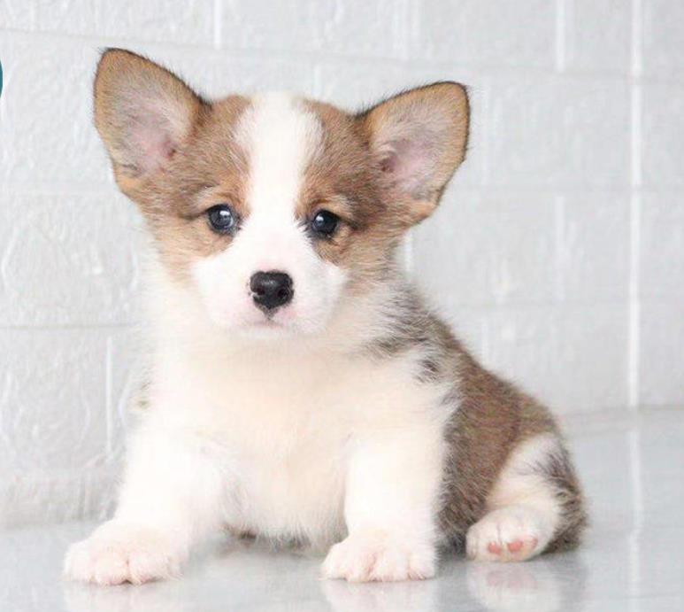 青岛狗场出售纯种柯基犬哪里有卖 狗市场在哪