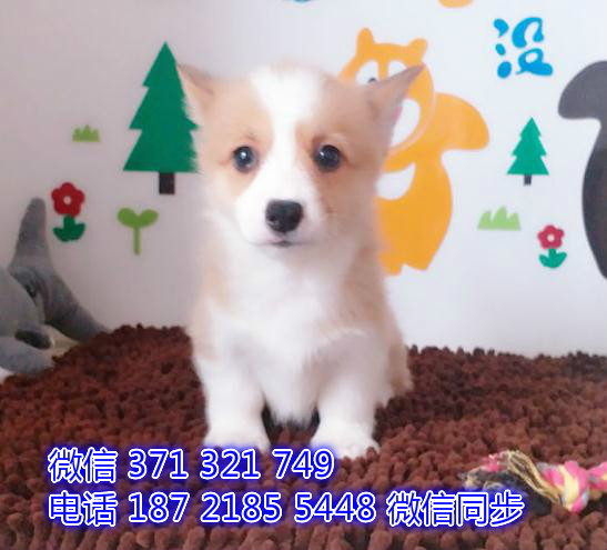 武汉 专业繁殖 柯基犬狗狗纯种幼犬 武汉宠物狗狗