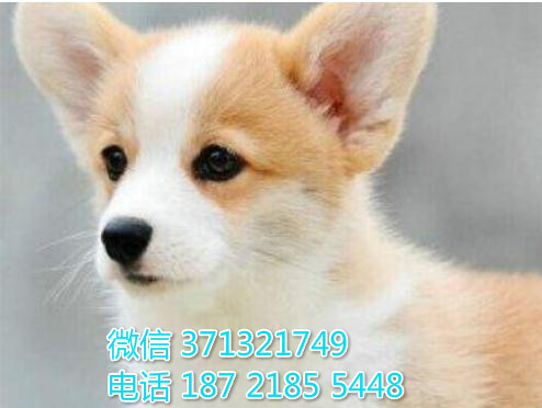 哈尔滨犬舍出售 柯基犬狗狗幼犬 哈尔滨哪里有狗场