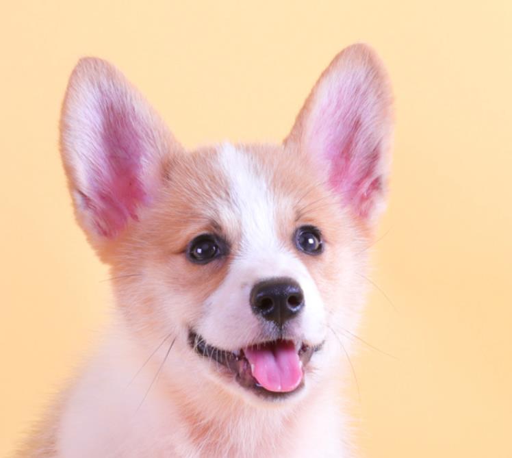 成都犬舍出售纯种柯基犬 宠物狗网站信息卖狗