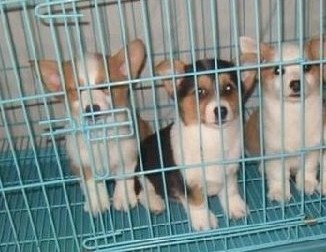 楚雄哪里买卖纯种柯基犬楚雄狗场出售柯基幼犬