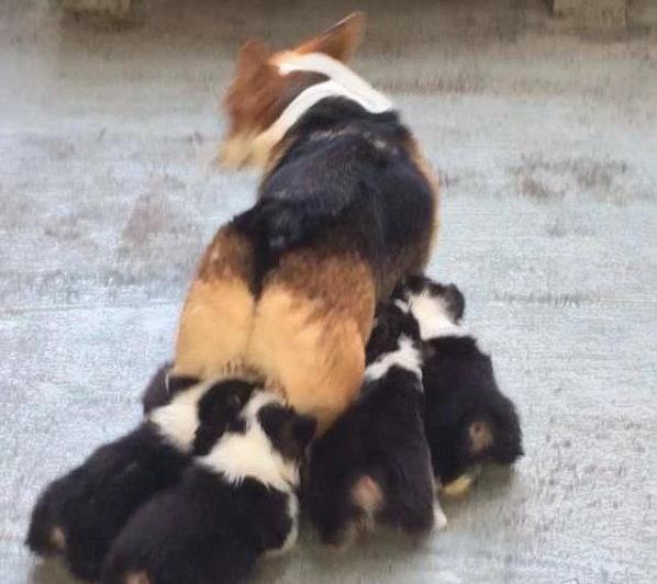 重庆犬舍出售柯基犬宠物狗市场在哪 哪有买狗