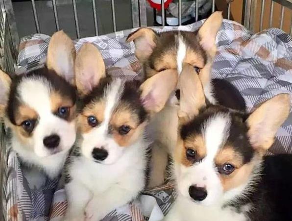 丽江犬舍出售纯种柯基犬 宠物狗市场在哪有卖